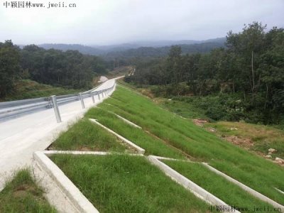 高速公路护坡草坪品种？