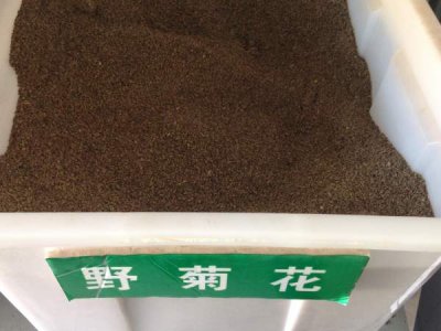 一亩地需要多少斤野菊花种子？