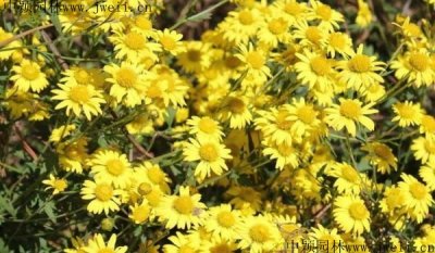 广西适合种植野菊花吗？
