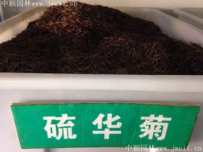 绿化硫华菊种子哪里有卖？