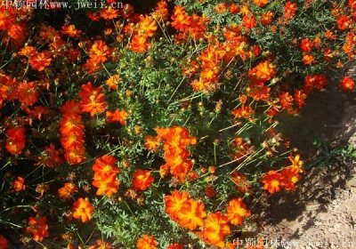 硫华菊花瓣有几种花色？