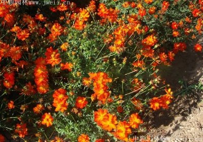硫华菊供应商哪家可靠？