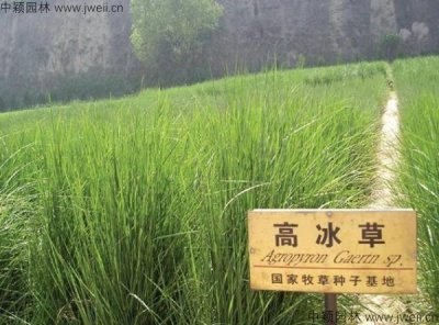 河北适合种植冰草吗？