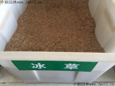 冰草籽哪里有卖的？