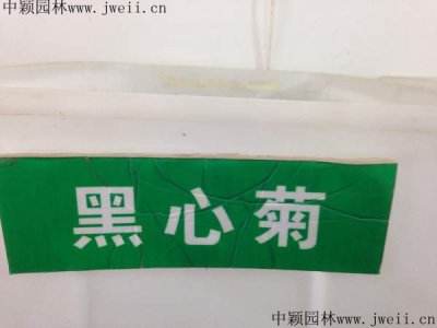 哪里有卖野生黑心菊草籽？
