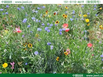 花卉野花组合种子多少钱一斤能买到？