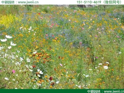 国产野花组合价格是多少？