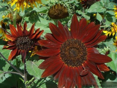 九月可以播种太阳花吗？