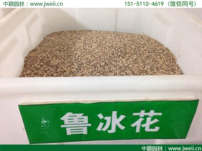 湖南哪里有卖鲁冰花种子的？