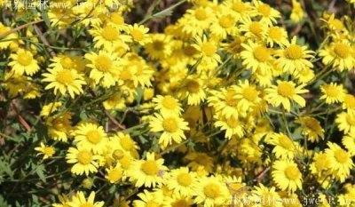 野菊花在那个季节开花？