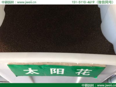 哪里有卖太阳花草花籽？