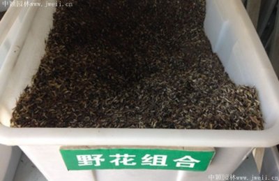 哪里供应野花组合种子？