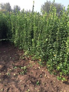 北海道什么时候栽植比较好？