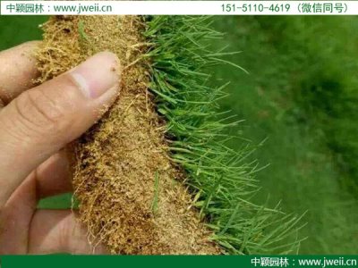 陕西适合种植结缕草吗？
