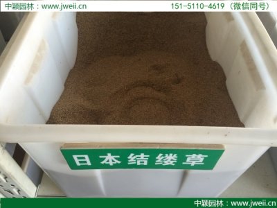 结缕草播种密度一平方多少克籽？