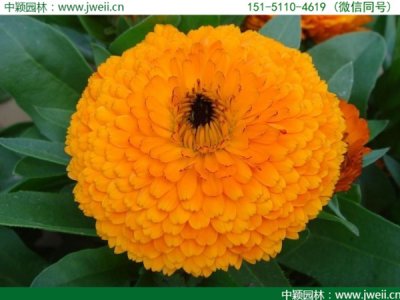 十月还能种植黄金菊吗？