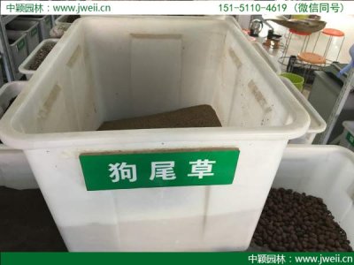 狗尾草播种后几天发芽？