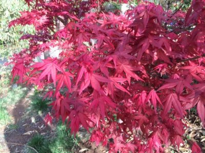 红枫什么时候栽植比较好？
