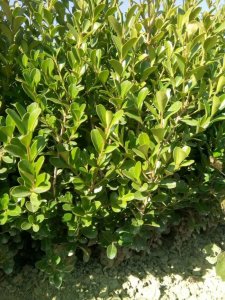 黄杨什么时候栽植比较好？