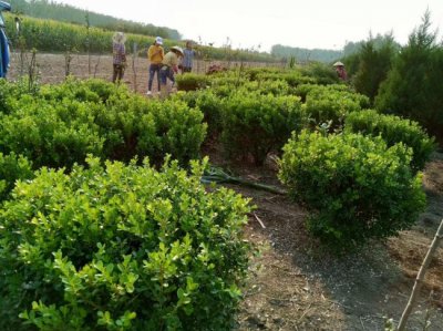 小叶黄杨什么时候栽植比较好？