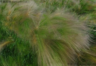 4月可以播种狗尾草吗？