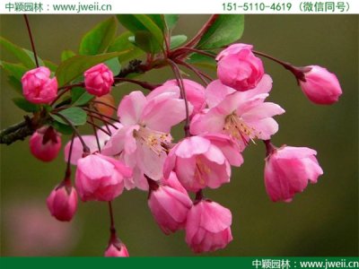 海棠多少钱一棵？哪里有卖的