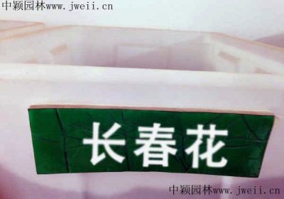 长春花种子报价哪家最便宜？