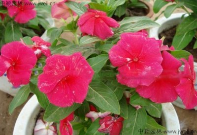 长春花和非洲凤仙花有什么区别？