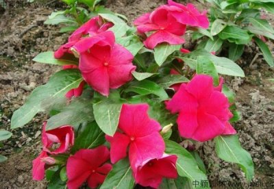 山西适合种植长春花吗？
