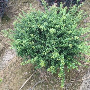 龟甲冬青什么时候栽植比较好？