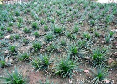 矮麦冬多少钱一棵，哪里有卖的