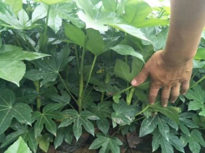 八角金盘什么时候栽植比较好？