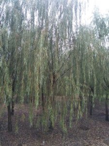 垂柳什么时候栽植比较好？