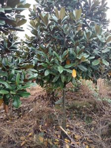 广玉兰什么时候栽植比较好？