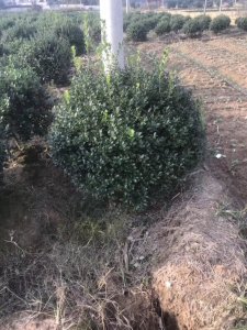 枸骨什么时候栽植比较好？