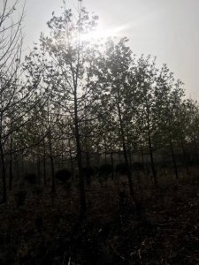 枫杨什么时候栽植比较好？