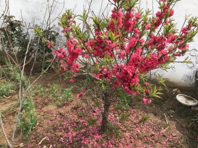 市场上哪里有便宜的碧桃？