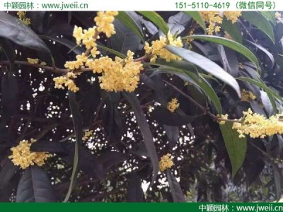 桂花多少钱一棵，哪里有卖的