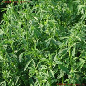 牧草一年收割几次？