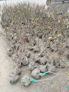 腊梅什么时候栽植比较好？