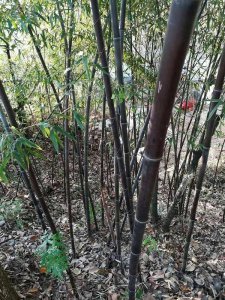 紫玉竹什么时候栽植比较好？
