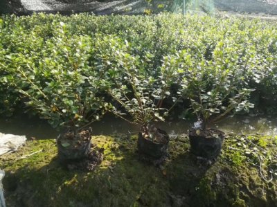 哪里有最便宜的茶梅卖？