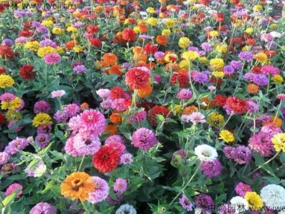 秋季能不能播种大花百日草？