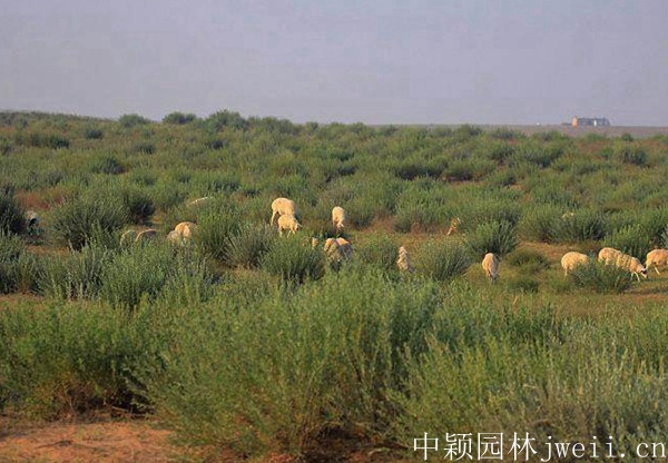 进口草坪种子分析有关沙蒿的种植技巧