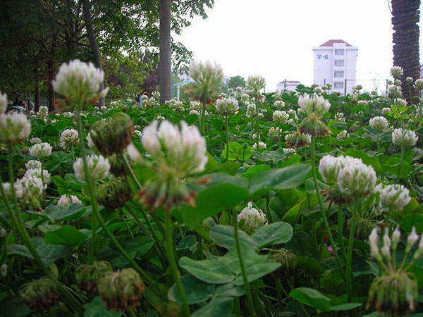 草花卉种子分析白三叶的种植注意事项