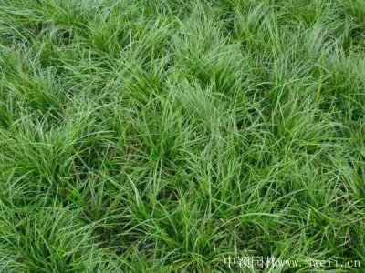 细叶麦冬草常用的规格有哪些？