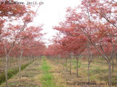 日本红枫多少钱一棵，产地在哪里？