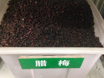 腊梅种子每亩地用量是多少斤？
