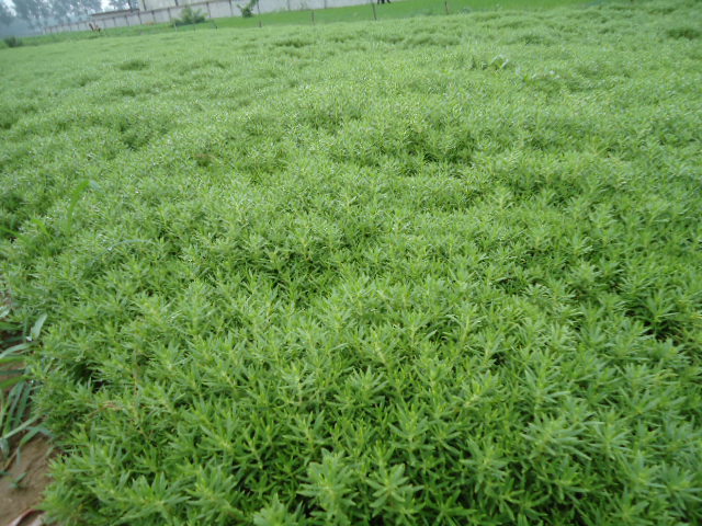 1537428844106691.jpg 佛甲草9.jpg