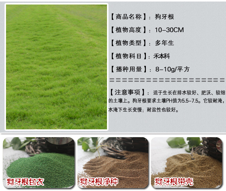 1537965853140334.jpg 狗牙根2.jpg